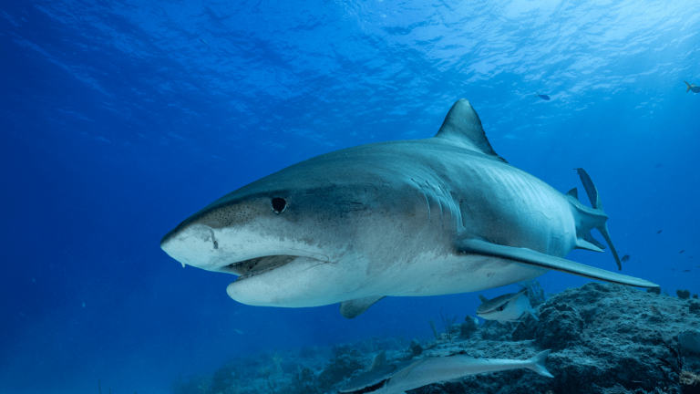 Number of sharks killed each year increasing at alarming rate despite regulations, study finds