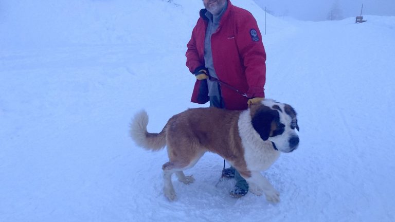 On a walk with Saint-Bernard dogs in Savoie