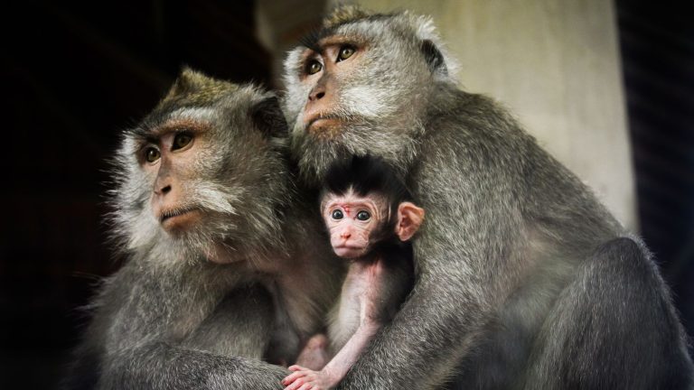 Originally, most primates lived in pairs