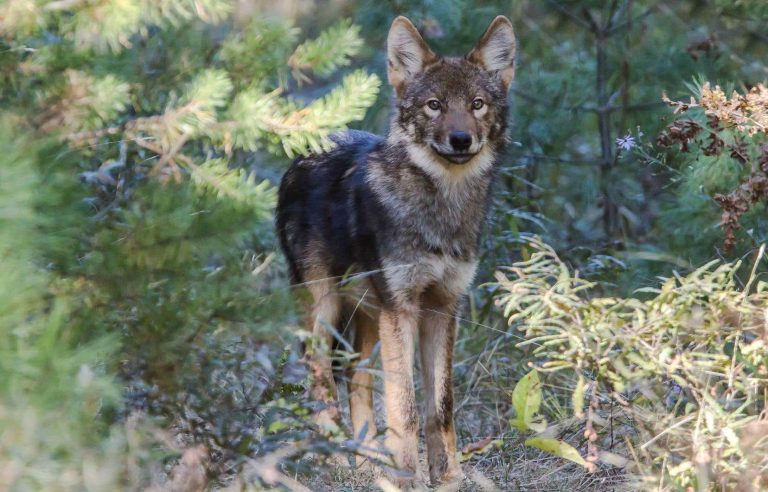 Ottawa wants to protect the eastern wolf, while Quebec does not recognize its existence