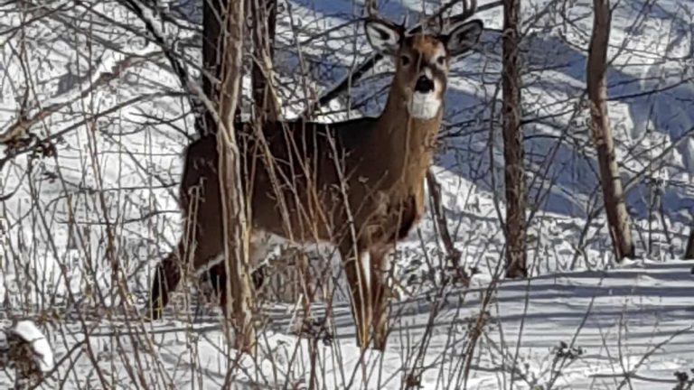 Overabundant in the east, deer have caused 103 road accidents in Montreal in three years