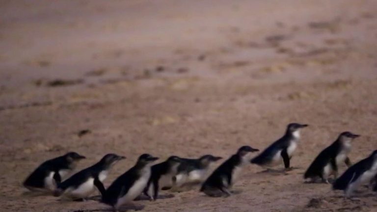 Phillip Island is home to the world’s largest colony of pygmy penguins