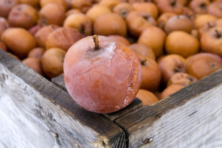 Picking frozen apples at Domaine Lafrance