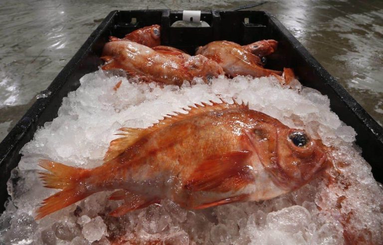 Redfish fishing, too long on the ice?