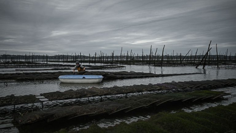 Report Oyster farmers in the Arcachon basin, relieved by the end of the ban on the sale of oysters, point to wastewater management