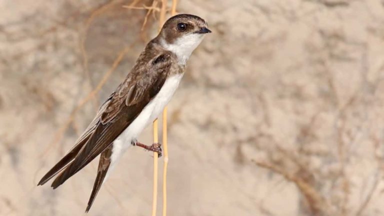 Species at risk: $65,000 in fines for destroying swallow nests