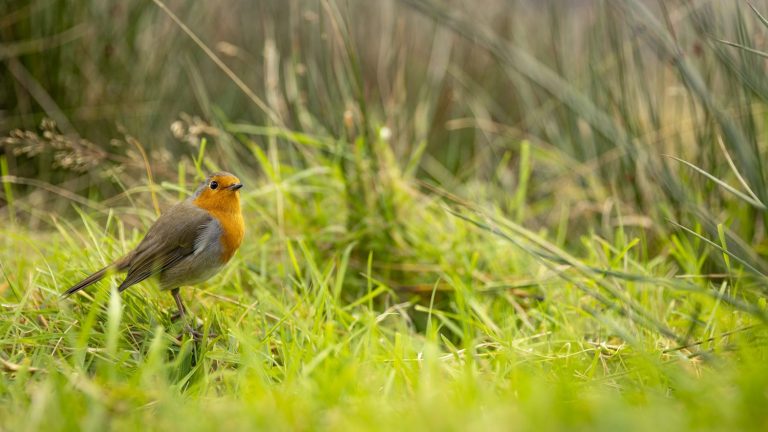 TRUE OR FALSE.  Have 60% of field birds disappeared in Europe over the last 40 years, as Marine Tondelier claims?