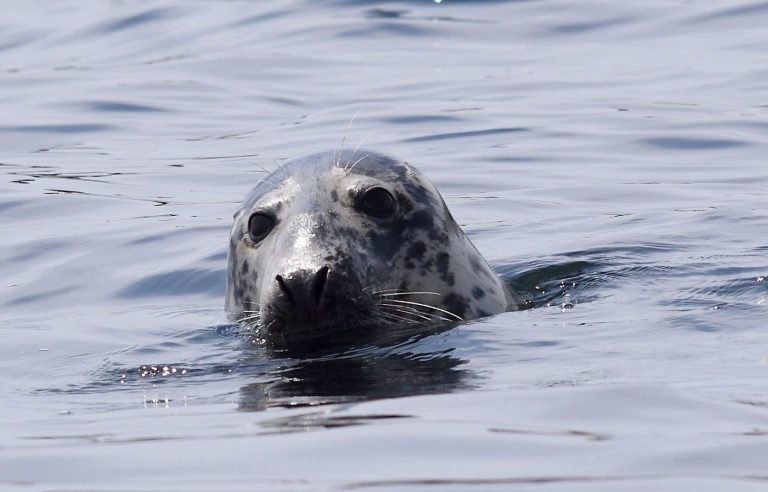 The Legault government opens the door to the seal hunt on Brion Island