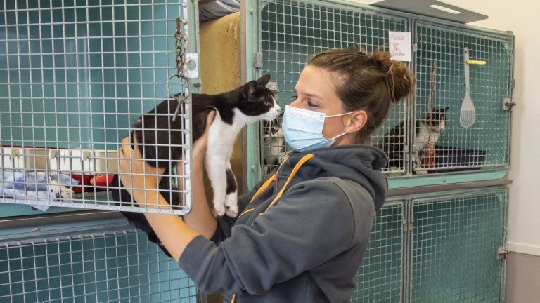 The SPA took care of nearly 45,000 animals in 2023 (but adoptions are increasingly rare)