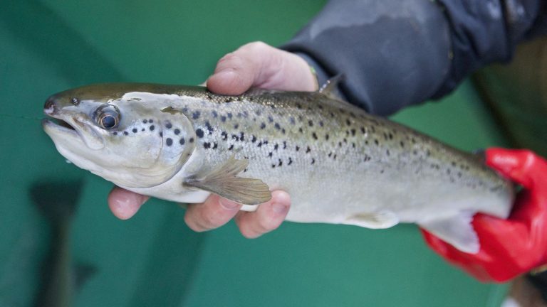 “The entire aquatic world is being reduced,” warns the Loire Grand Migrateurs association