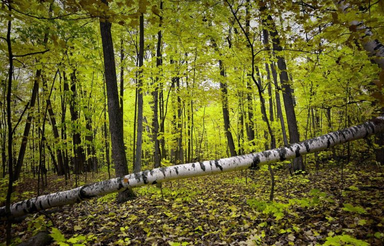 The sound of the falling tree