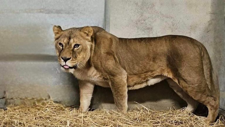 Three lions from Ukraine found refuge in an animal park in Burgundy