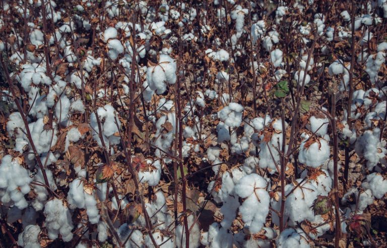 Uzbek cotton, white gold or curse of the nation?