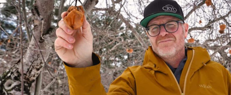 “We’re not making any this year”: the weather is harming ice cider production