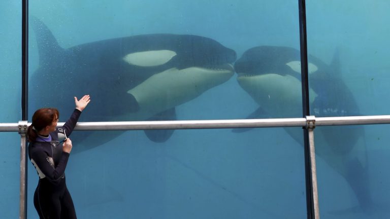 What will become of the three orcas at Marineland Antibes in the Alpes-Maritimes?