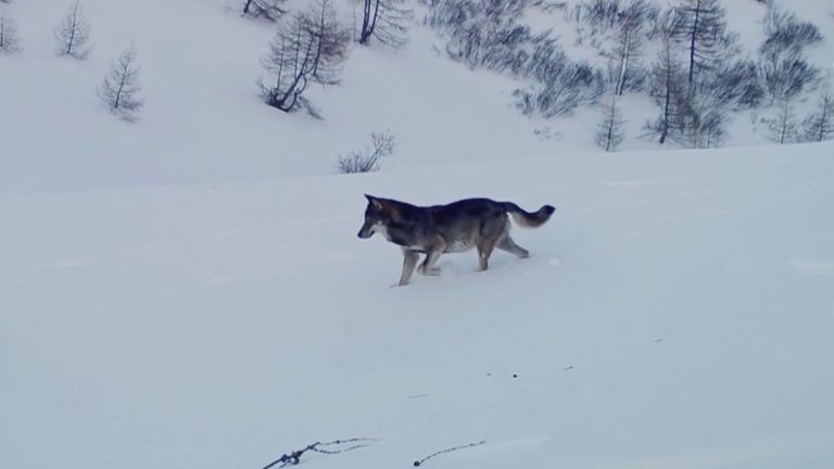 a documentary to reconcile Man with the king of the forest