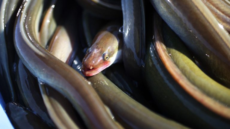 the eel risks disappearing before two years, warns chef Thierry Marx