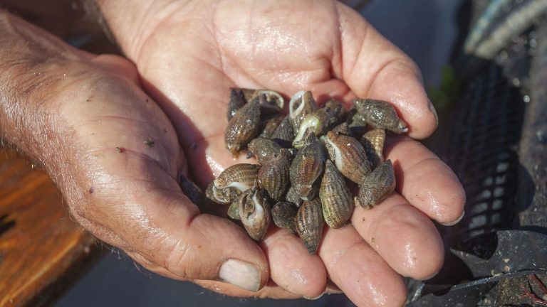 after oysters, shellfish prohibited from fishing and consumption