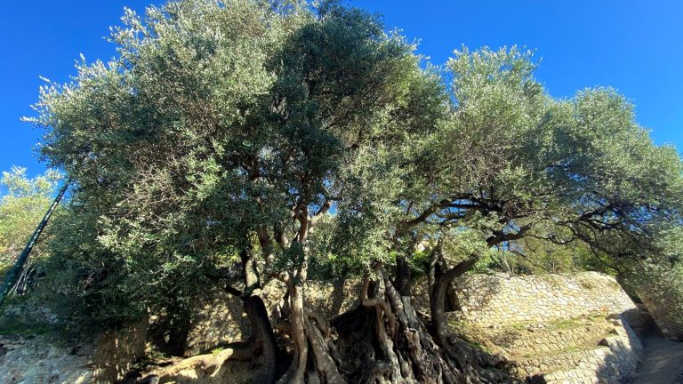 among the three winners, the favorite prize goes to the oldest tree in France, a 2,000 year old olive tree