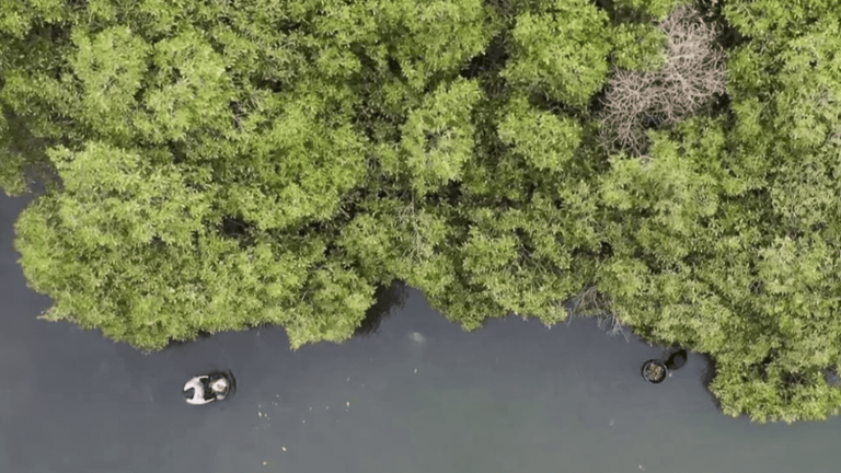 at the Saloum Delta Park, the mangrove preserved thanks to the efforts of residents and associations