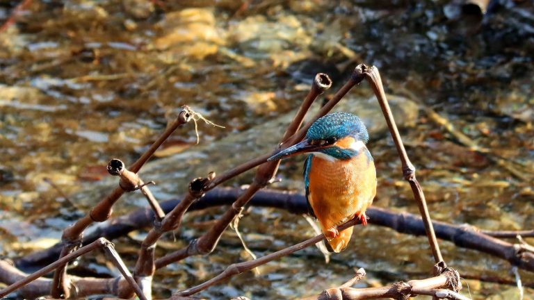 bird enthusiasts called to the counting operation this weekend