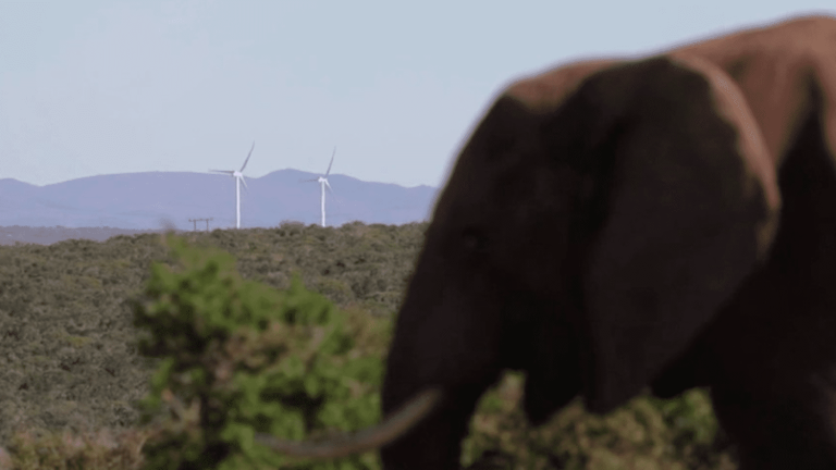 do wind turbines disrupt elephant behavior?