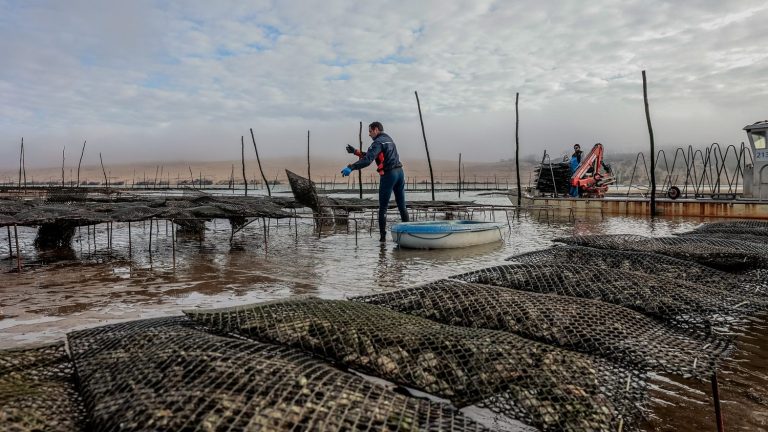 “excellent news” for the Arcachon-Aquitaine Regional Shellfish Farming Committee