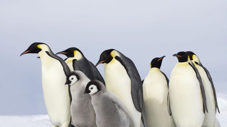 four new colonies of emperor penguins have been spotted by satellite on Antarctica