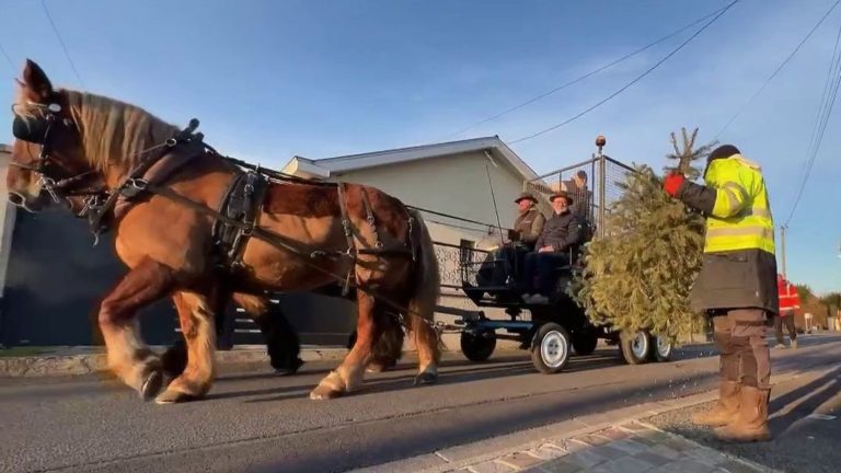 horses collect Christmas trees to recycle them