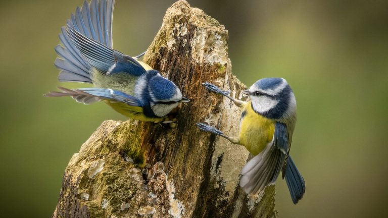 how to participate in the big annual bird counting operation