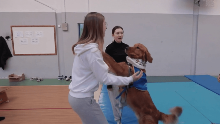 in Normandy, a dog helps college students