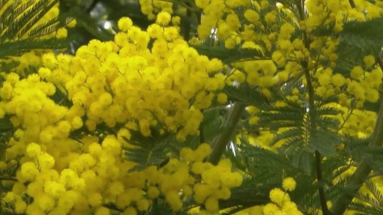 mimosa makes the sun bloom in winter