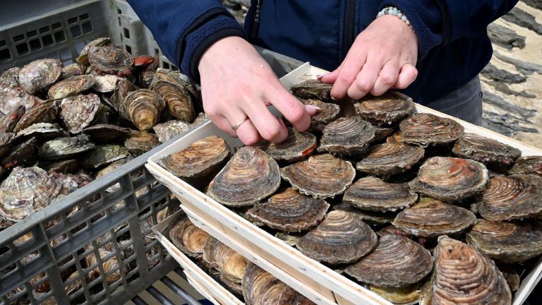 shellfish from part of the bay of Mont Saint-Michel temporarily banned for sale