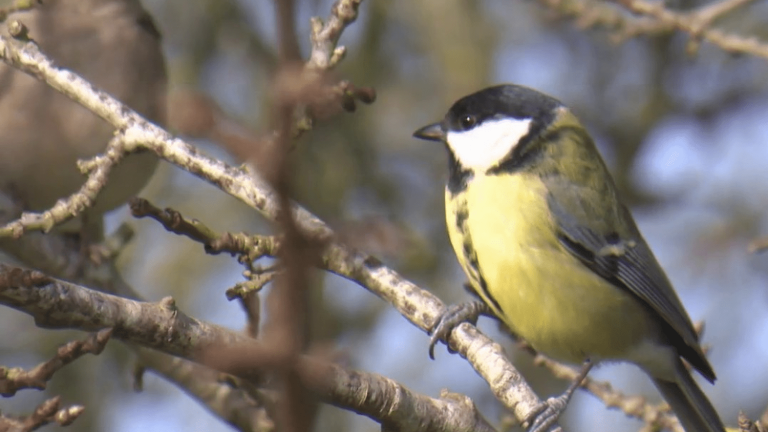 the great bird counting operation