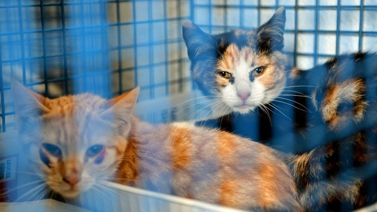 117 cats found dead, around forty locked in an aviary, their owner taken into police custody