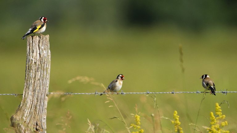 16.7% of species are threatened with extinction in France, according to a new report