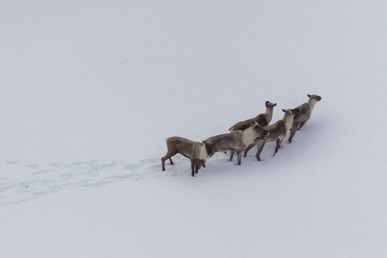 A caribou protection strategy within “a few weeks”