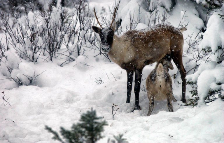 A caribou protection strategy within “a few weeks”, assures Charette