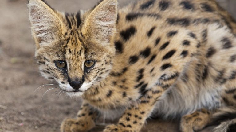 A serval, a common feline in African savannahs, captured in the middle of the street in the Territoire de Belfort