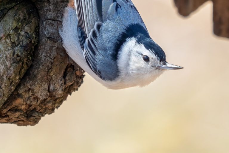 A tidy married life |  A peak ?  No, a white-breasted nuthatch!