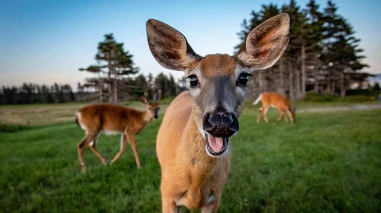 Access to information: how many deer to slaughter in Montreal?  We won’t know!