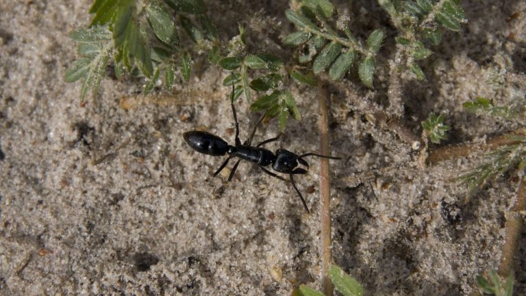 Ants are capable of producing antibiotics