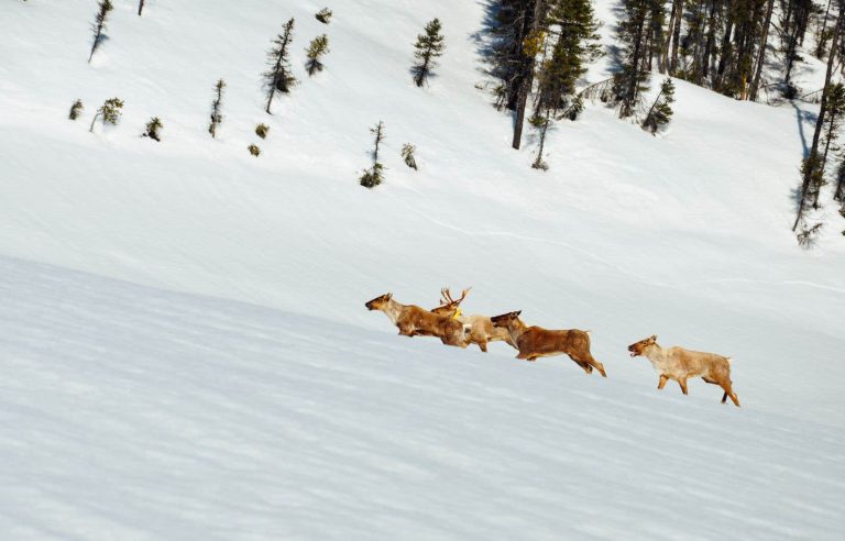 “Atikᵘ, guardian of the territory”: what if caribou became the ghosts of the forest?