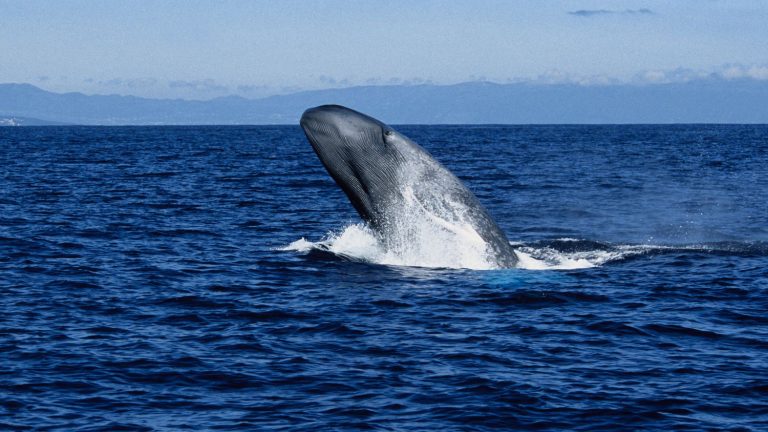 Blue whales like to hybridize with fin whales