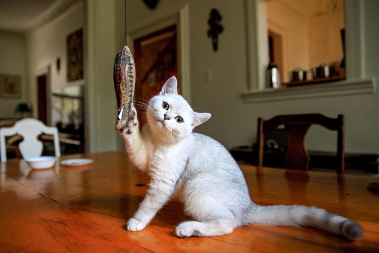 Books and cats