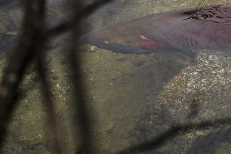 British Columbia |  A chemical from tires suspected in the deaths of numerous coho salmon