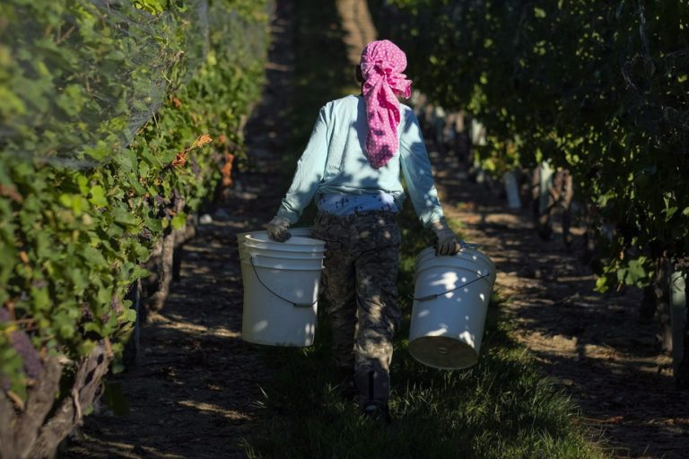 British Columbia |  Winegrowers fear “catastrophic losses” due to cold