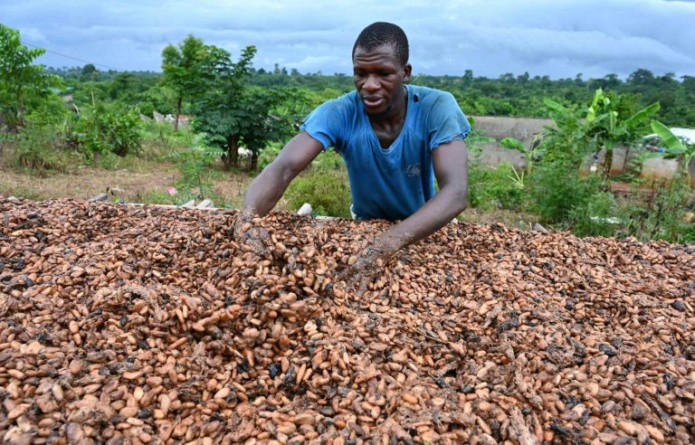 Cocoa at record prices due to decimated harvests in Ivory Coast and Ghana