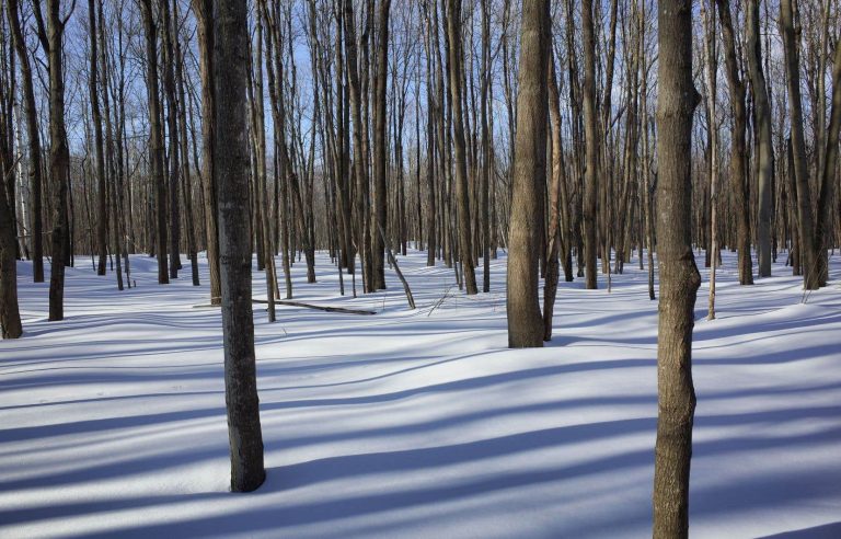 Cutting down trees can help decarbonization, according to Quebec