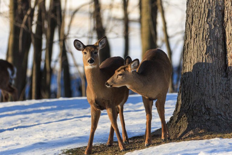 Deer continue to multiply in the east of the island